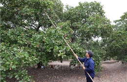 Giá điều duy trì ở mức cao