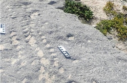 Dấu vết hóa thạch mới hé lộ hệ sinh thái cổ đại trên bờ biển Nam Phi