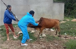 Ứng phó nguy cơ virus lở mồm long móng xâm nhiễm
