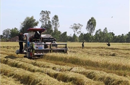 Giá lúa gạo tiếp đà tăng, gạo thơm chạm ngưỡng 500 USD/tấn