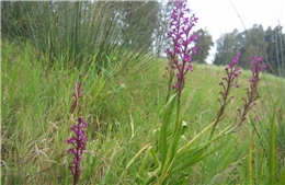 Israel lần đầu ươm mầm thành công lan đầm lầy quý hiếm