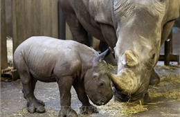 Chiến lược bảo tồn, tôn vinh giá trị sinh thái bền vững của tê giác