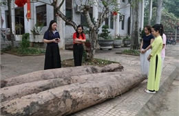 Xác định niên đại của ba cọc gỗ cổ phát hiện tại Ninh Bình