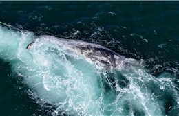 Nguyên nhân khiến cá voi xám chết hàng loạt ở Canada