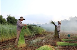 Giữ nhịp nghề quê bên vàm Nhựt Tảo