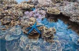 Giải pháp phát triển du lịch hài hòa gắn với bảo tồn hệ sinh thái Hòn Yến