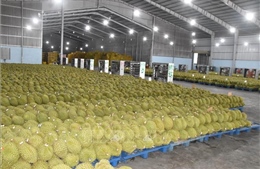 Giá sầu riêng bất ngờ giảm mạnh