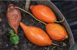 Hướng đi mới trong điều trị các chất gây nghiện