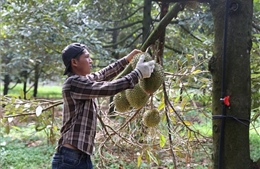 Chuẩn hóa mã vùng trồng mở rộng cơ hội xuất khẩu nông sản