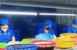 Doanh nghiệp ngành điều chật vật trước áp lực giá nguyên liệu tăng