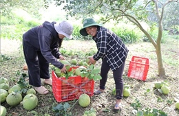 Nâng tầm kinh tế tập thể TP Hồ Chí Minh
