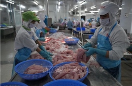 Đồng Tháp: Giá cá tra nguyên liệu tăng cao