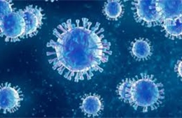 Đức ghi nhận một ca nhiễm virus Borna hiếm gặp, đặc biệt nguy hiểm 