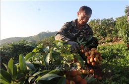 Nông dân 'chạy đua' với nắng thu hoạch vải sớm