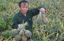 Thanh Hóa: Dứa chín đỏ đồi, giá giảm sâu