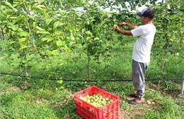 Hướng mới chuyển đổi cây trồng hiệu quả trên đất thanh long già cỗi