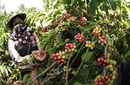 Gia Lai: Đầu tư 326 tỷ đồng phát triển Viện nghiên cứu cà phê ứng dụng AI