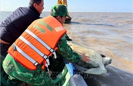 Cà Mau: Thả cá thể vích quý hiếm nặng 120 kg về biển