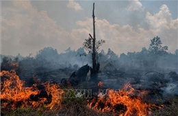 Indonesia báo động nguy cơ cháy rừng nghiêm trọng do El Nino