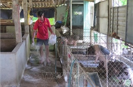 Bàn giải pháp ngăn chặn dịch bệnh trên đàn vật nuôi