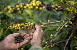 Xuất khẩu cà phê Brazil giảm đáng kể trong 7 tháng đầu năm