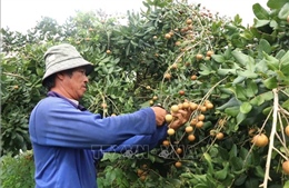 Thanh nhãn Cần Thơ: Từ đặc sản nội địa đến vươn tầm quốc tế
