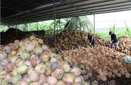 Mô hình hợp tác 4P gỡ điểm nghẽn cho ngành dừa