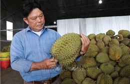 Gỡ điểm nghẽn ngành hàng sầu riêng sau tăng trưởng nóng