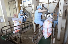 Xuất khẩu gạo đạt 2,91 tỷ USD, giá bắt đầu phục hồi