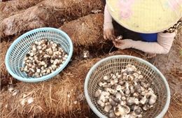 Từ phế phẩm bỏ đi đến ngành nông nghiệp xanh