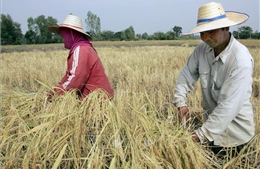 Thị trường nông sản: Giá gạo trắng 5% tấm của Thái Lan cao nhất trong 2 tháng