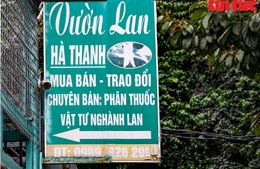 Lãnh đạo xã thông tin vụ chủ vườn lan ôm 200 tỷ đồng bỏ trốn