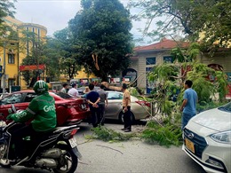 Hà Nội: Cây gãy đổ đè hai ô tô trên phố Lý Thường Kiệt