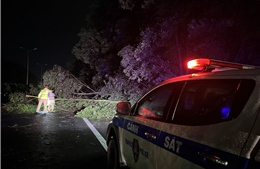 Cảnh sát giao thông khắc phục sự cố cây đổ trên cao tốc Pháp Vân-Cầu Giẽ