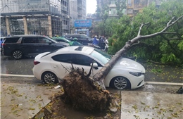 Hà Nội: Hai cây đổ do mưa lớn, đè trúng ô tô đang dừng đỗ