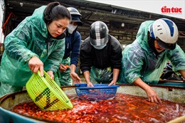 Hà Nội: Chợ cá Yên Sở rực sắc đỏ trước ngày cúng ông Công - ông Táo