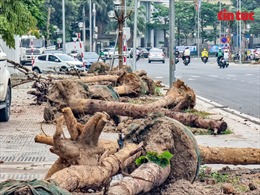Sau phản ánh của Báo Tin tức: Hà Nội di chuyển hàng loạt cây chết khô trên đường vừa thông xe