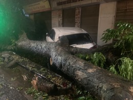 Hà Nội: Nhiều cây cổ thụ gẫy đổ trong mưa giông, đè lên ô tô