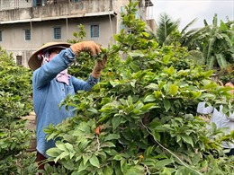 TP Hồ Chí Minh: Nhà vườn trồng mai tất bật vào mùa phục vụ thị trường Tết
