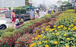 Đường phố TP Hồ Chí Minh rực rỡ sắc màu hoa Tết