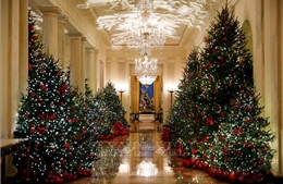 Người Mỹ chuộng cây thông Noel nhân tạo dù giá tăng và phụ thuộc vào hàng nhập khẩu