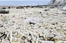 Bãi biển Anh ngập khoai tây và hành tây sau sự cố rơi container