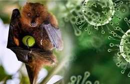 Ấn Độ tuyên bố khống chế dịch virus Nipah, các nước châu Á nâng mức cảnh giác