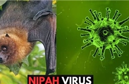 WHO xác nhận ca tử vong do virus Nipah ở Bangladesh