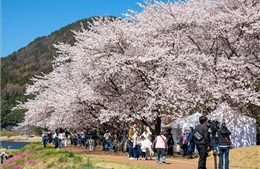 Dữ liệu 1.200 năm ở Nhật Bản phản ánh rõ nét xu hướng biến đổi khí hậu