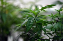 Cần sa không hiệu quả trong điều trị các rối loạn tâm thần phổ biến