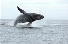 Đột phá trong nghiên cứu âm thanh của cá voi