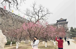 Trung Quốc sử dụng các giải pháp tác nhân sinh học để ứng phó với mùa phấn hoa 