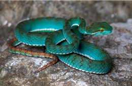 Phát hiện các loài mới trong hang động Campuchia