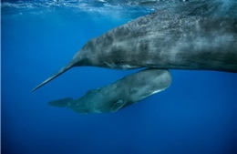 Lần đầu tiên giới khoa học chứng kiến cá nhà táng sinh con ngoài tự nhiên